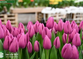 Tulipa Amedea ® (3)